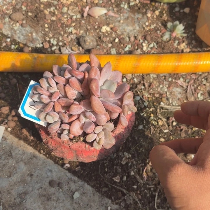 多肉植物粉兔粉兔