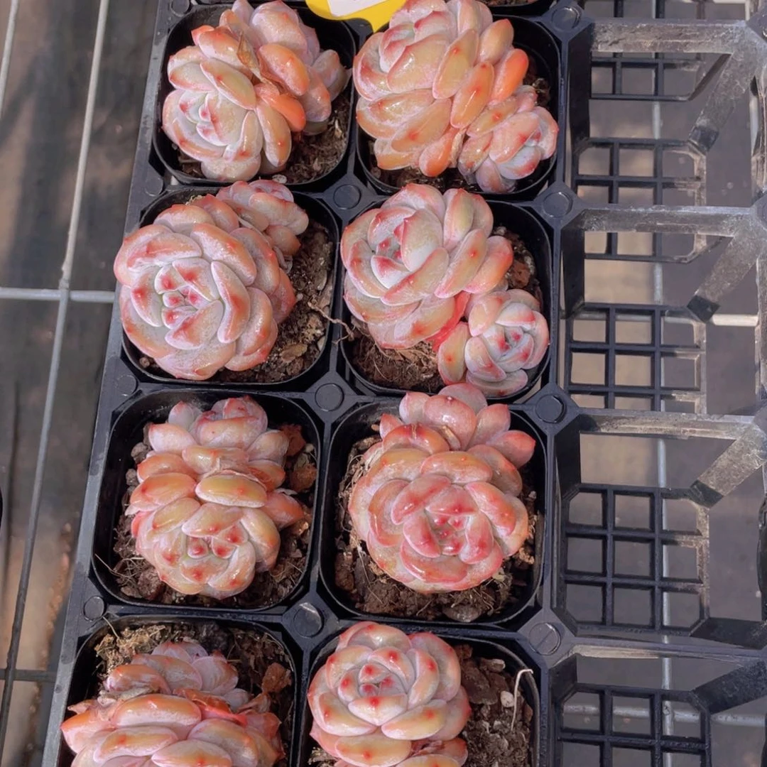 379号紫皮石榴籽星影双头两个