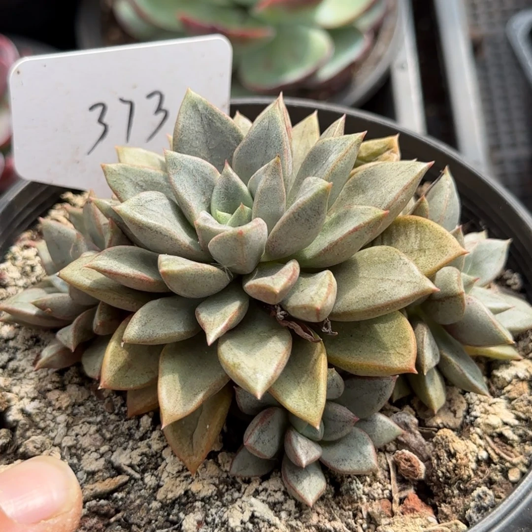 琅琊惊鸿一物一拍包装收缩花旱373