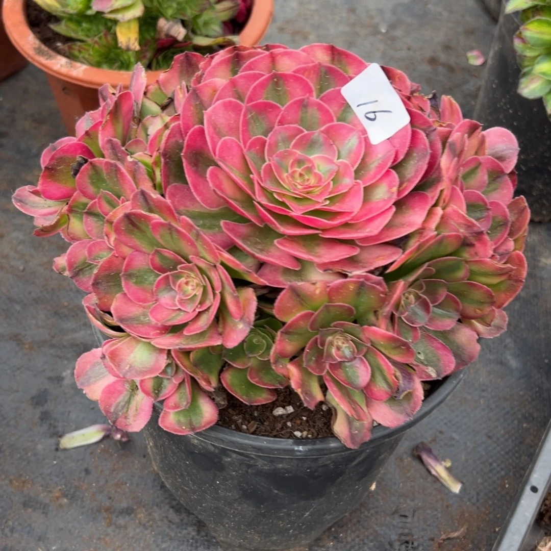 16红荔枝无根多肉植物