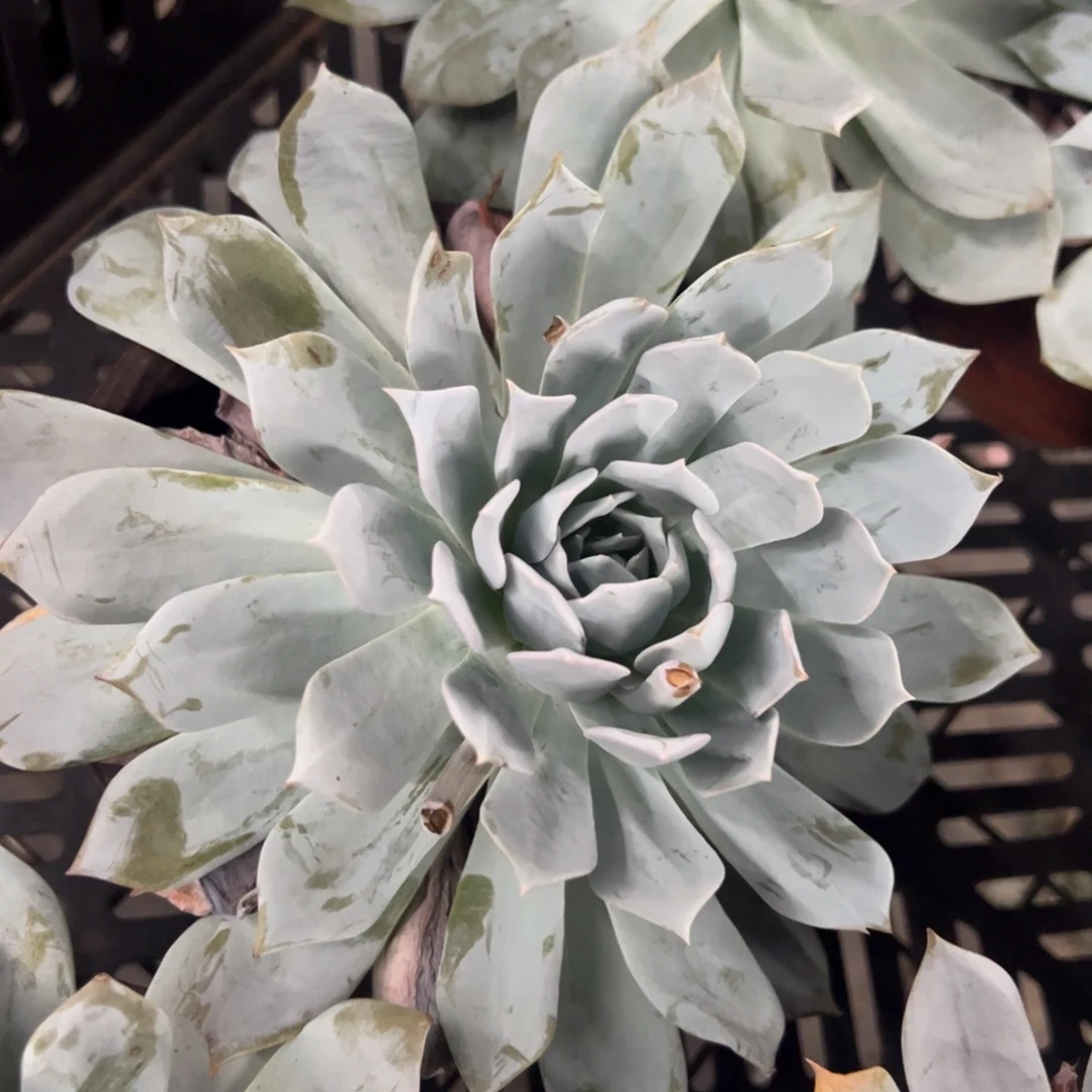 薄叶蓝鸟大单头老桩