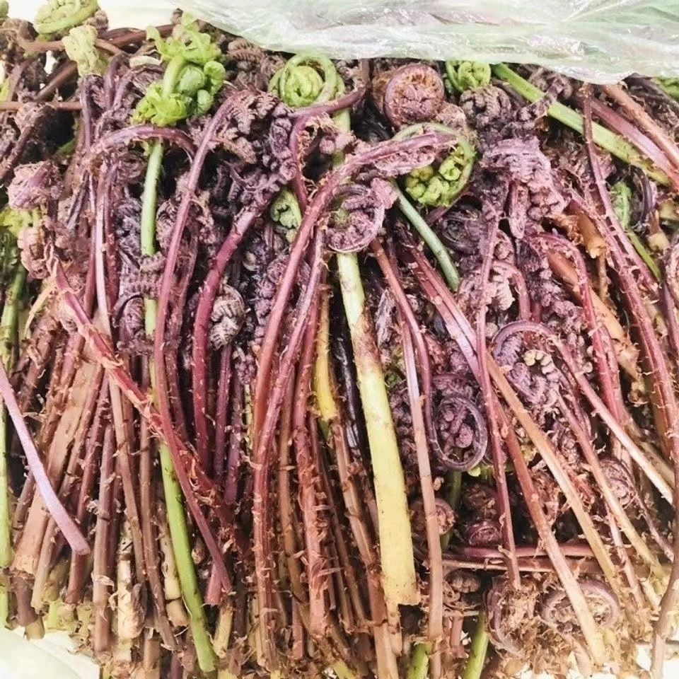 【猴腿菜】新鲜猴腿菜现采现摘猴腿菜炒肉菜蘸酱菜1斤2斤顺丰快递