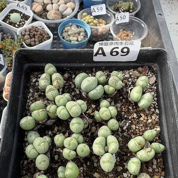 69多肉植物多肉植物