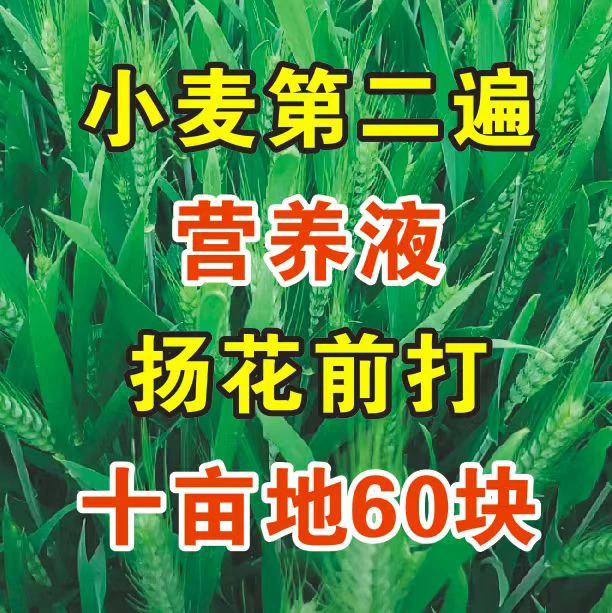 小麦第二遍含营养液10亩地