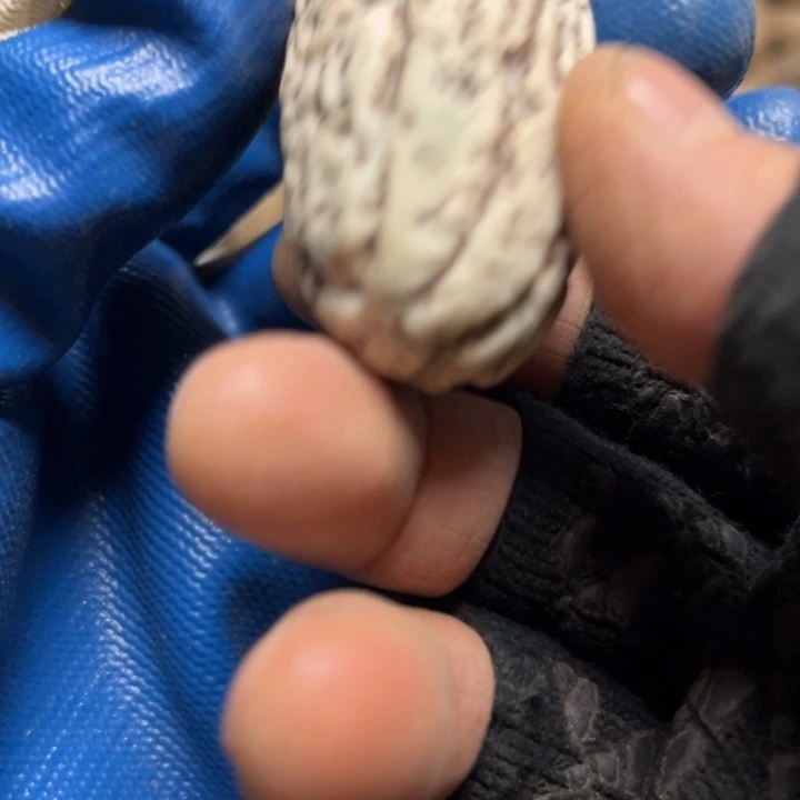 吊坠千眼菩提。千眼菩提二十号。