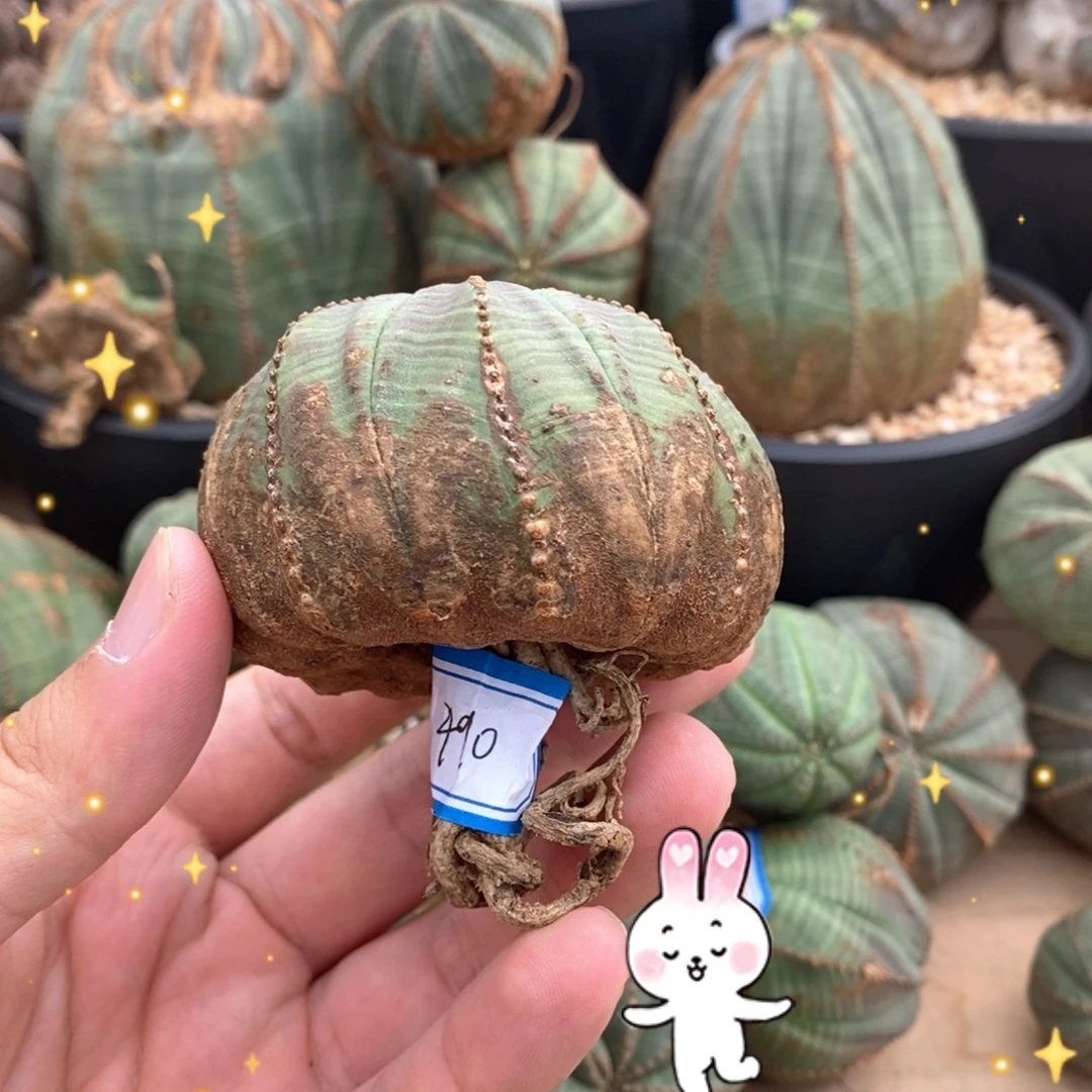 34 欧系实生布纹球多肉植物