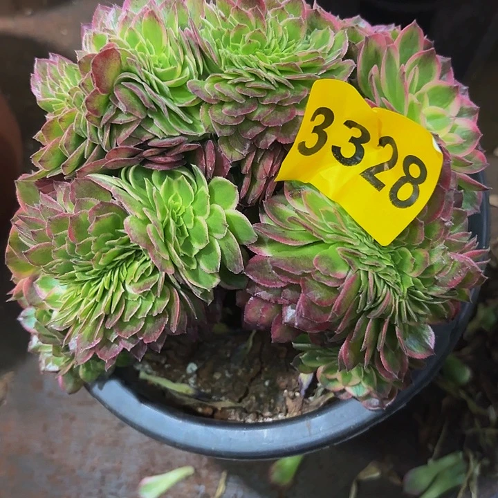多肉植物福利3328