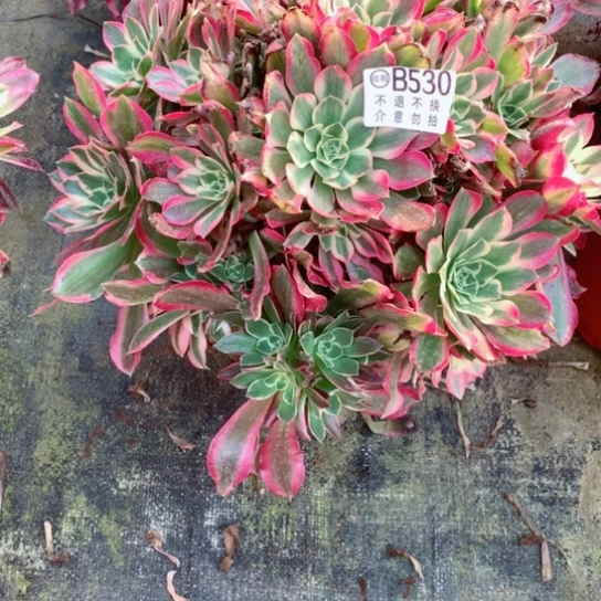 多肉植物女巫530