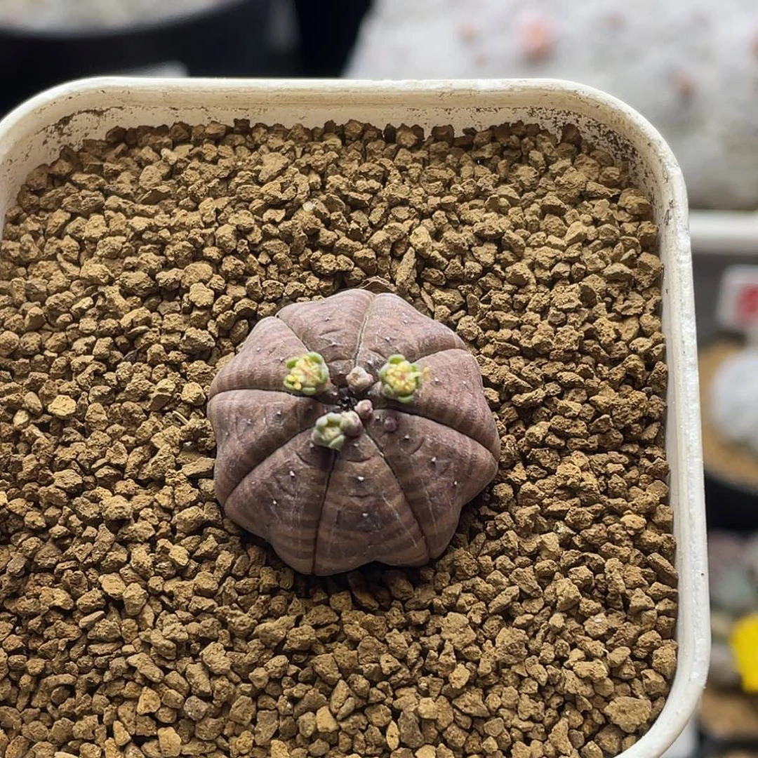 实生紫皮海星布纹球仙人球