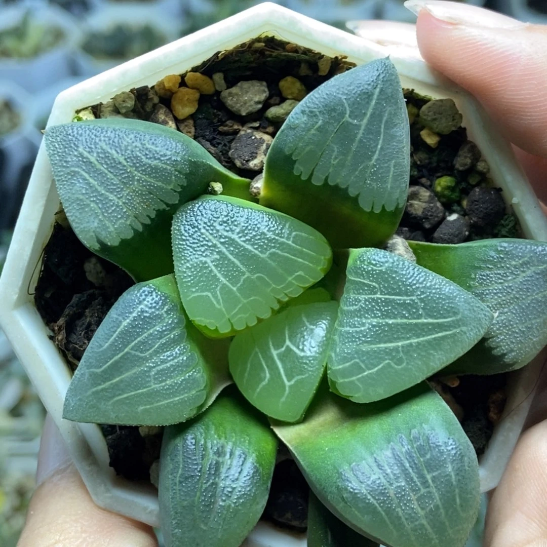 爱心克里克特一物一拍