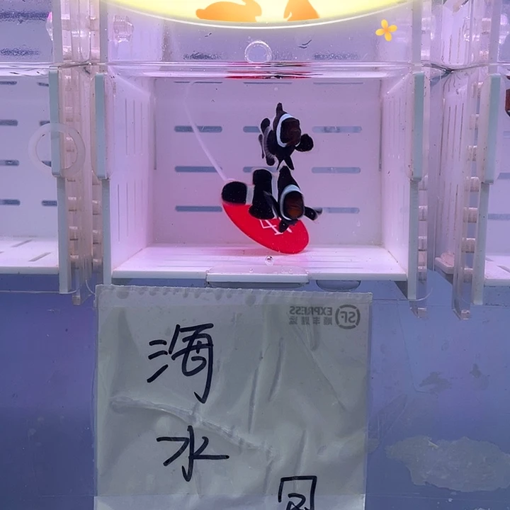 海水鱼精品奥黑小丑鱼