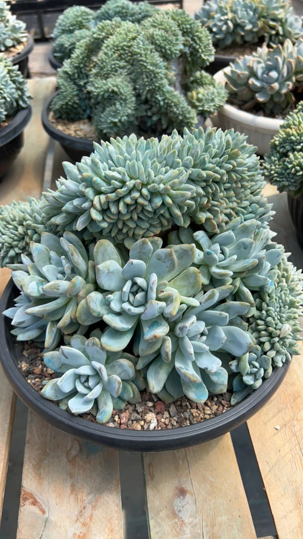 福多多花卉园艺星影