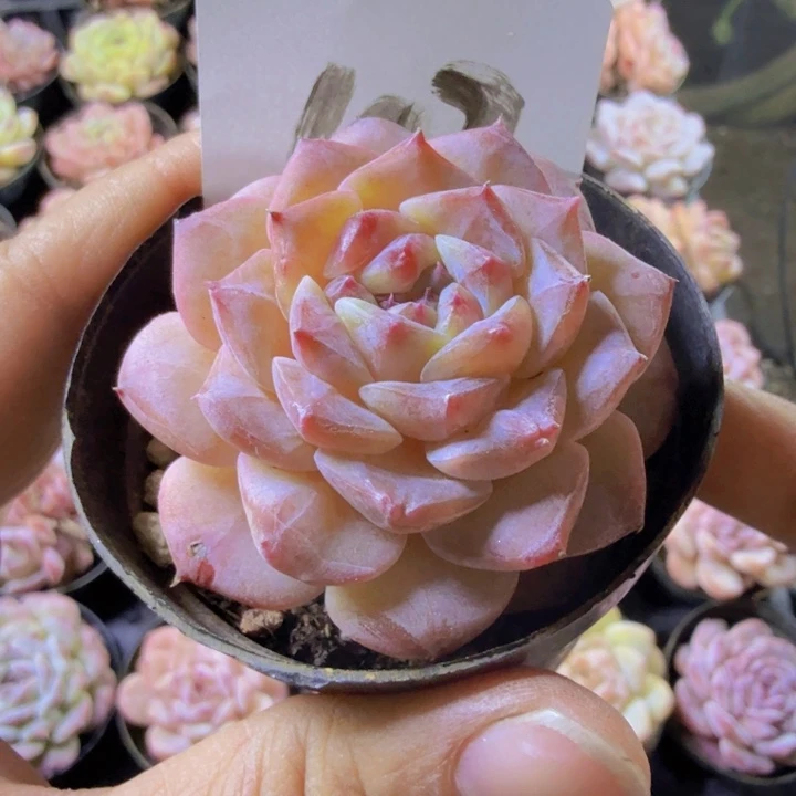 102..qqqqwwwwwwwwwww