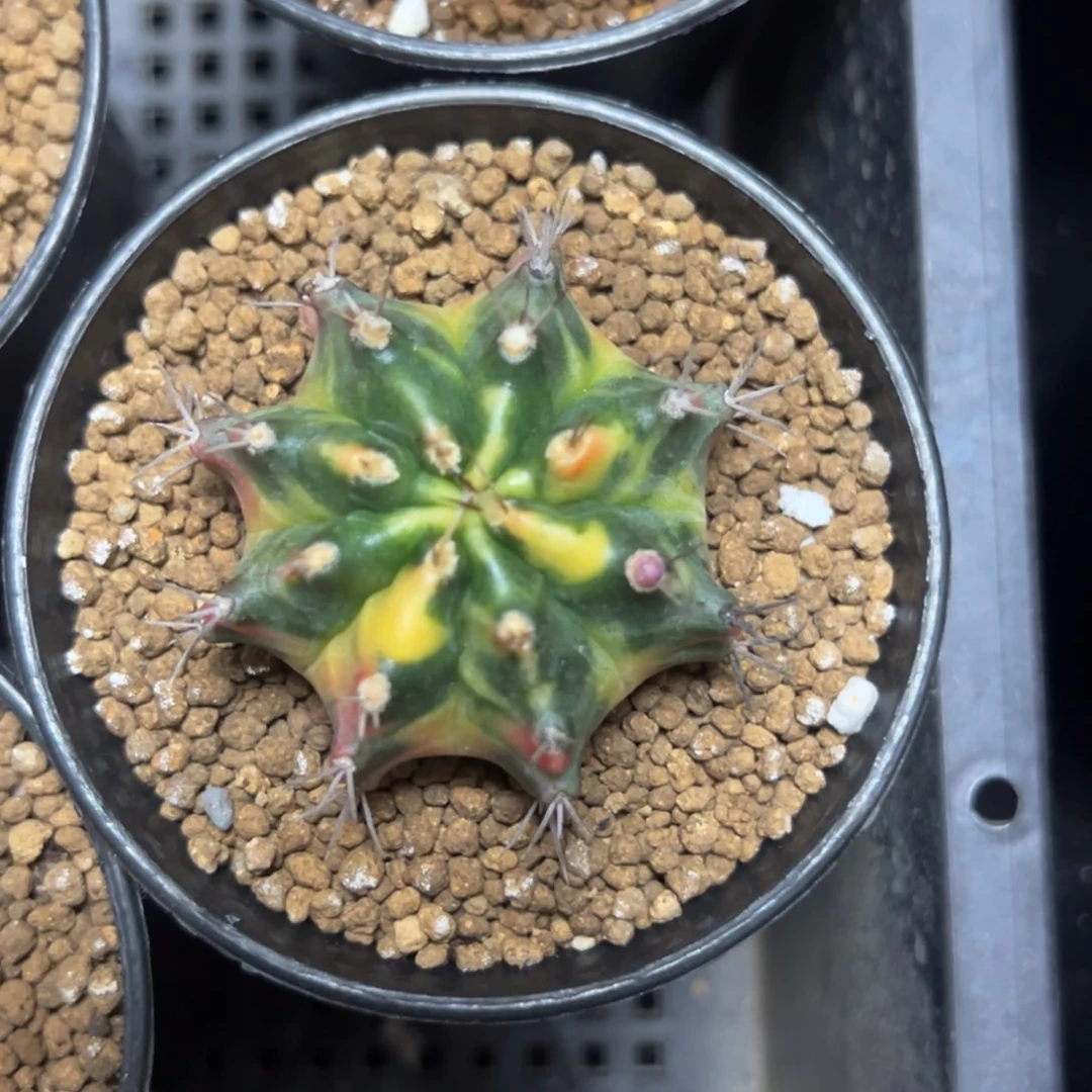 米哈锦侧芽自根带盆土发货