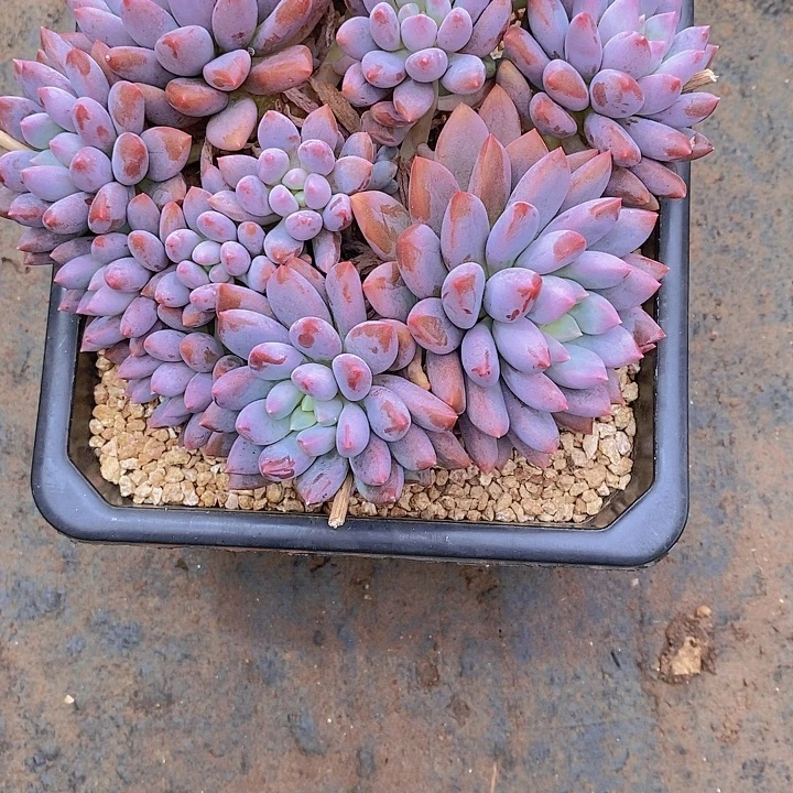恩***宝蓝精灵多肉植物老桩