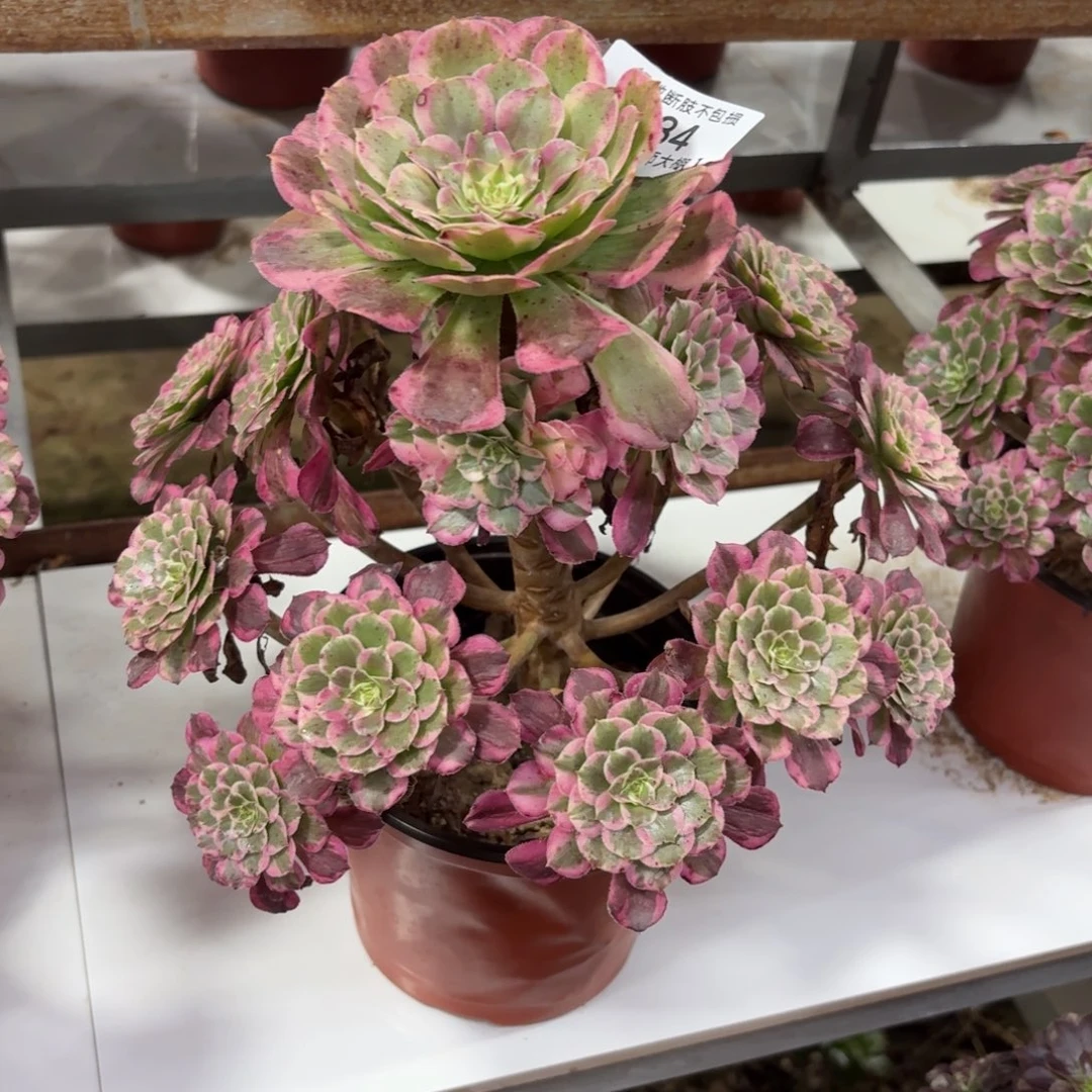 834霁月多肉植物法师