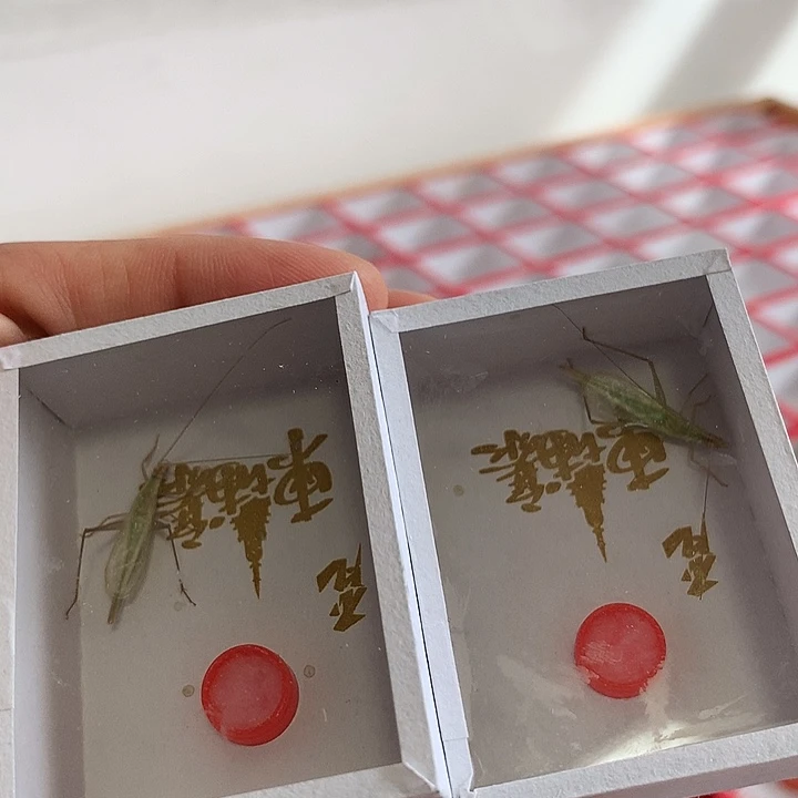两只柬埔寨竹蛉啊啊啊啊