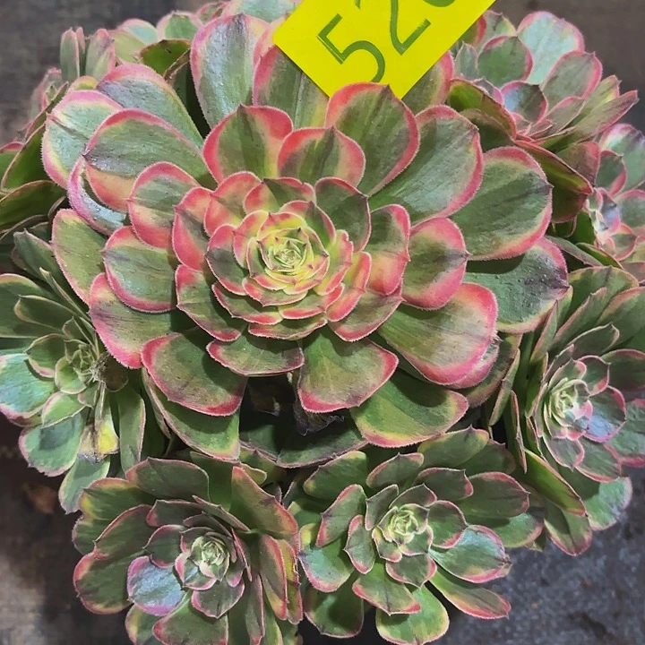 多肉植物福利来520个