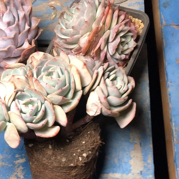 小**?40/////////////////