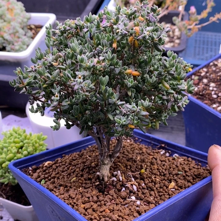 射*座572猫耳朵老桩。