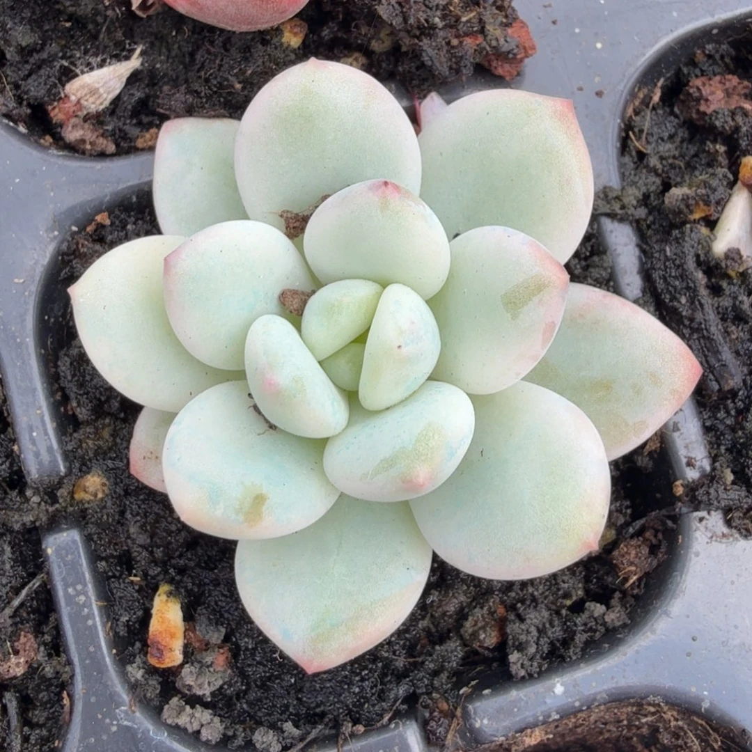 白马锦腹轮锦模特一刻
