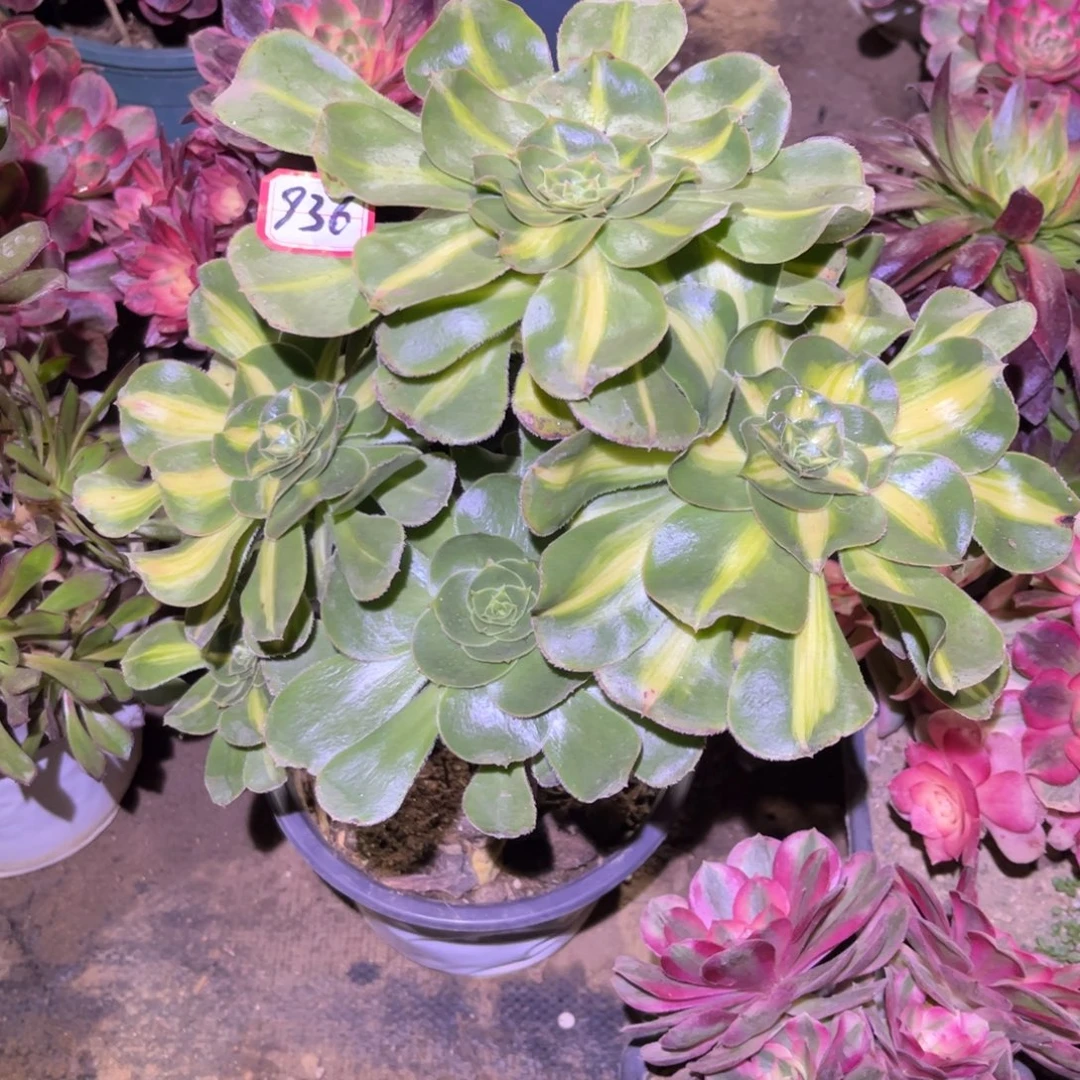 936多肉植物暴君群生砍过