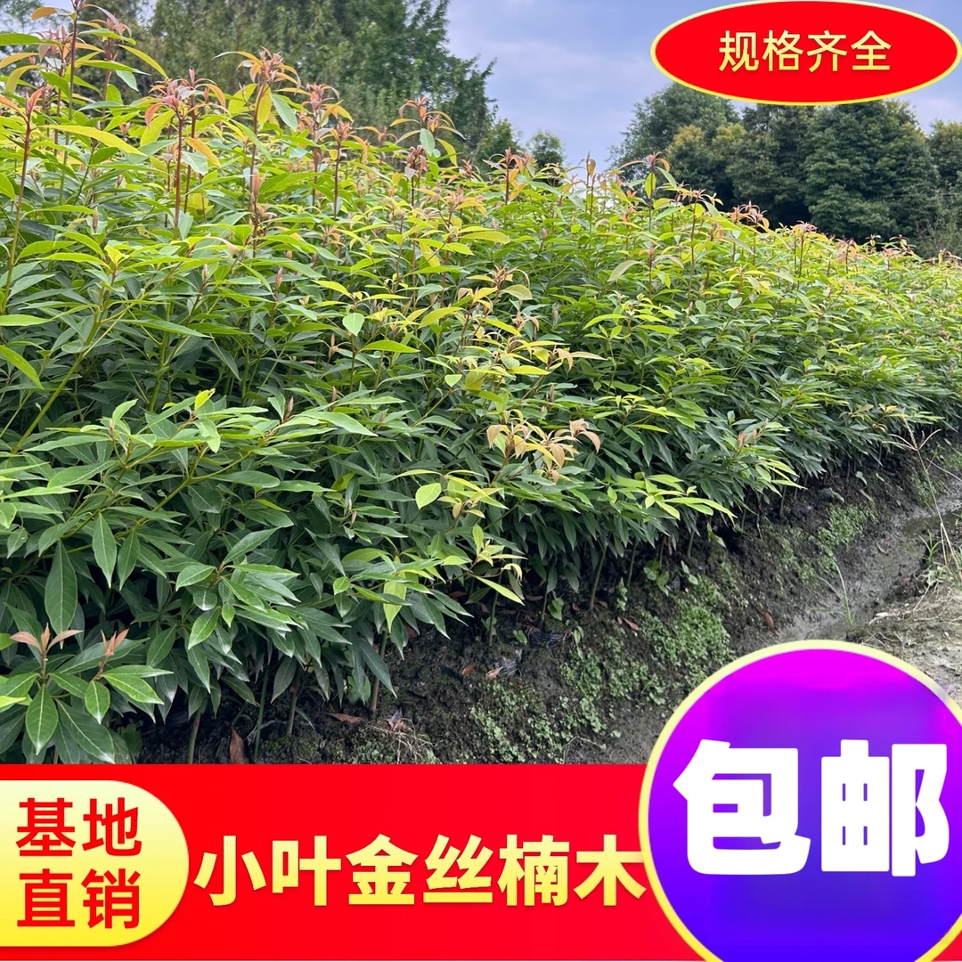 四川正宗小叶桢楠金丝楠木树苗袋苗基地直发带叶带土庭院绿化包邮