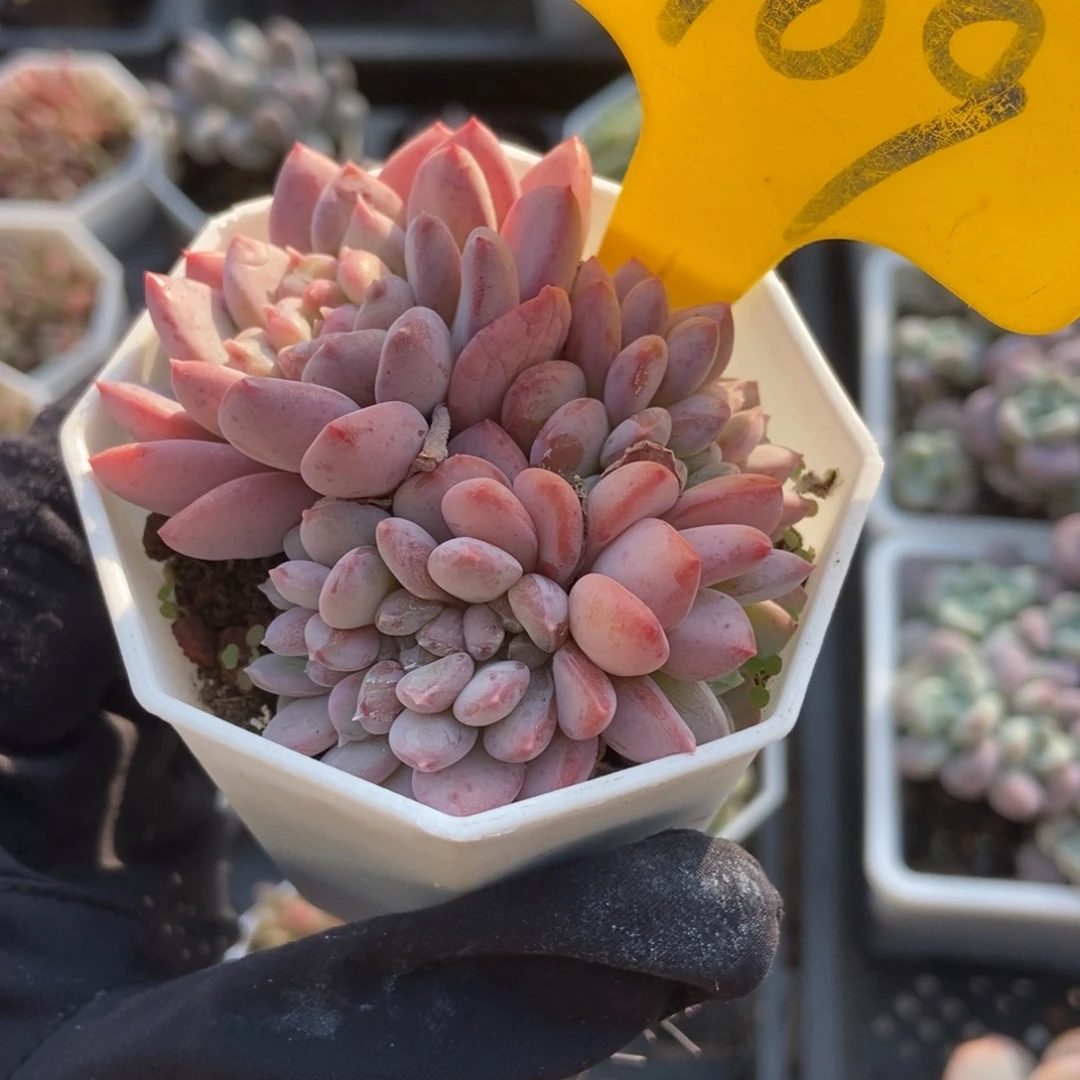 909粉珍妮缀多肉植物