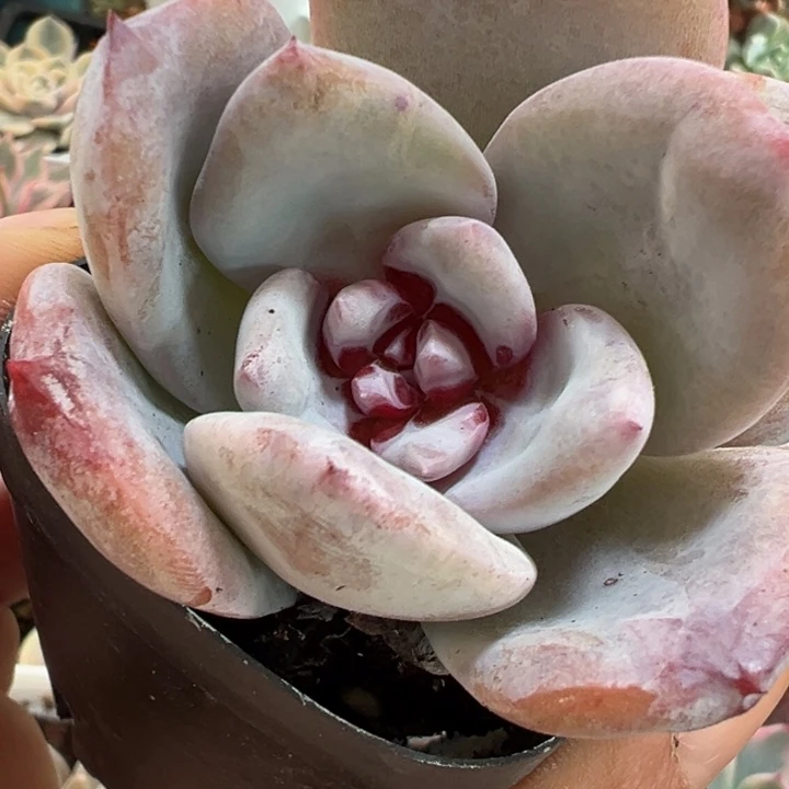 糖心雪天使老桩多肉植物