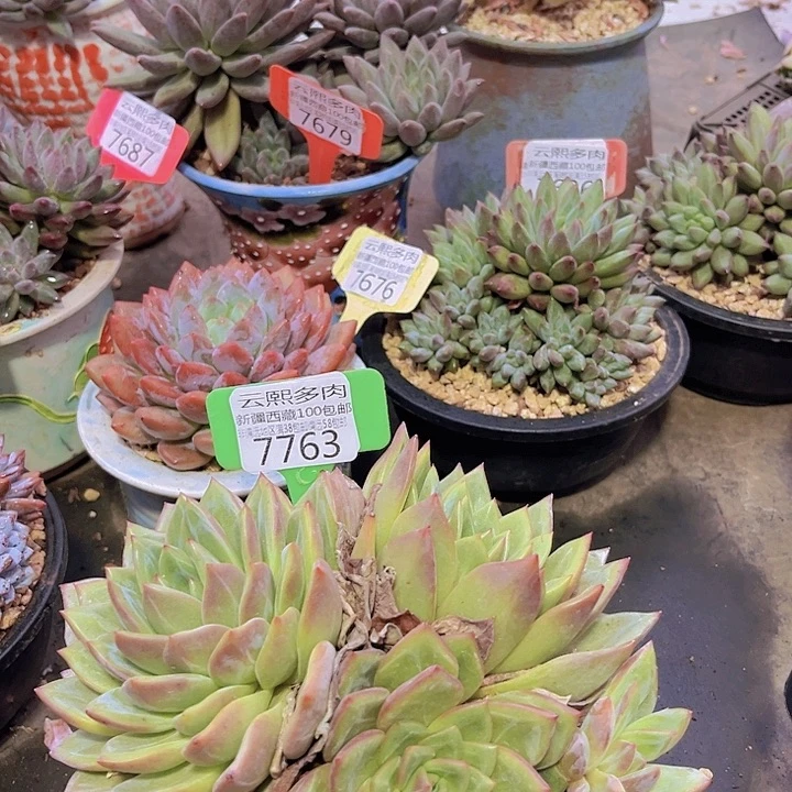 7763香槟。