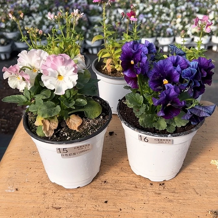 水晶抖音直播闪拍15-16