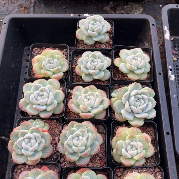 冰玉多肉七方盆一组13个13号