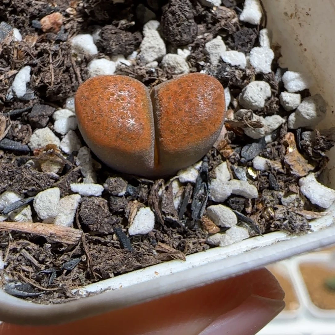 肉锥多肉植物组合-超级蛋糕1260