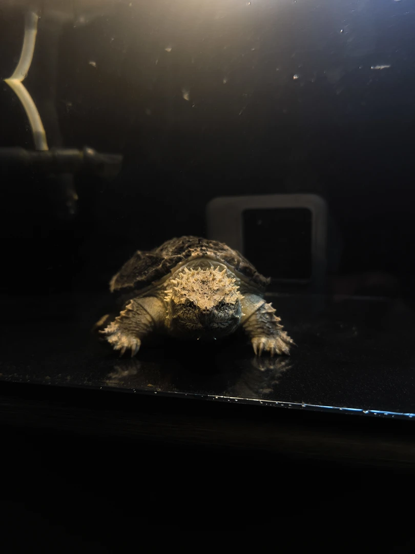 直播间精挑小鳄龟压成个体