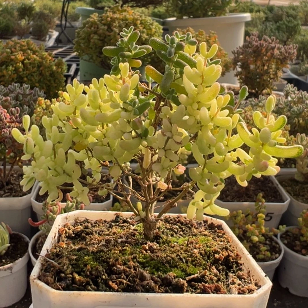 C780米粒阴阳拉丝锦福利