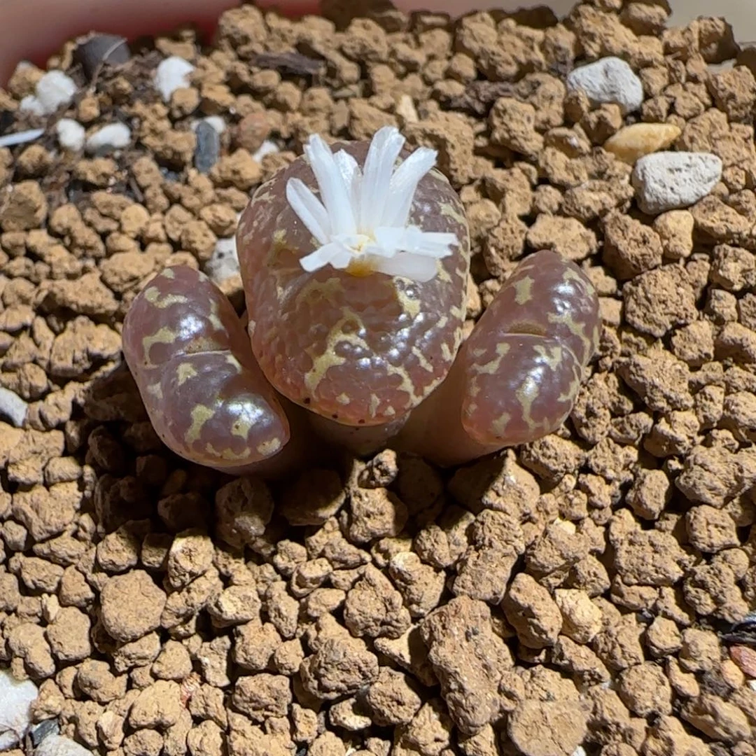 肉锥多肉植物组合-超级泡泡勋1531