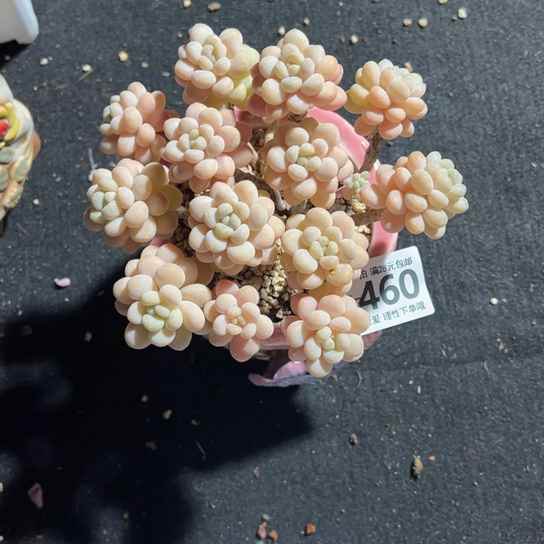 洛可可多肉多肉多肉