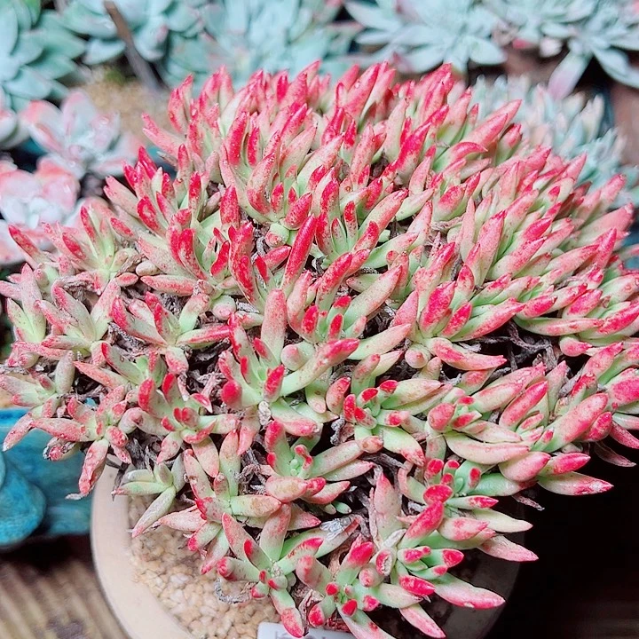 9502仙女杯多肉去的人