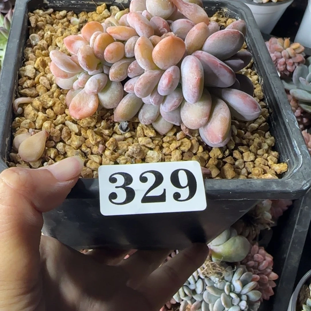 粉兔缀化一物一拍329