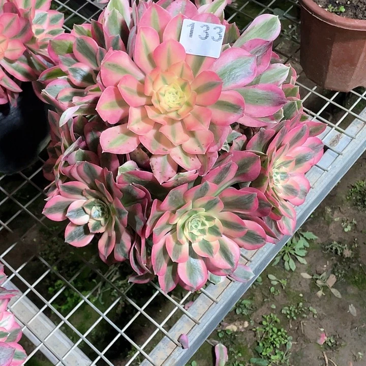 那****练多肉植物133号女郎