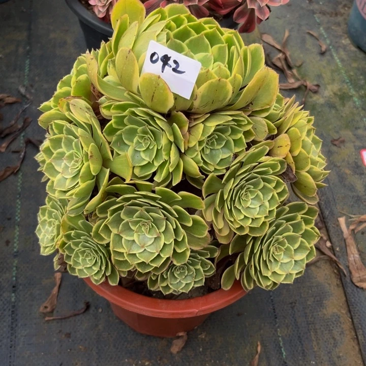 042莲花座多肉法师
