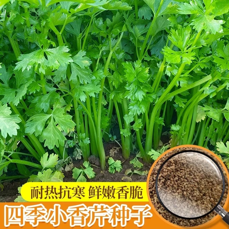 四季小香芹菜种子芹菜种子香味浓郁实心芹菜种四季播农家蔬菜种子