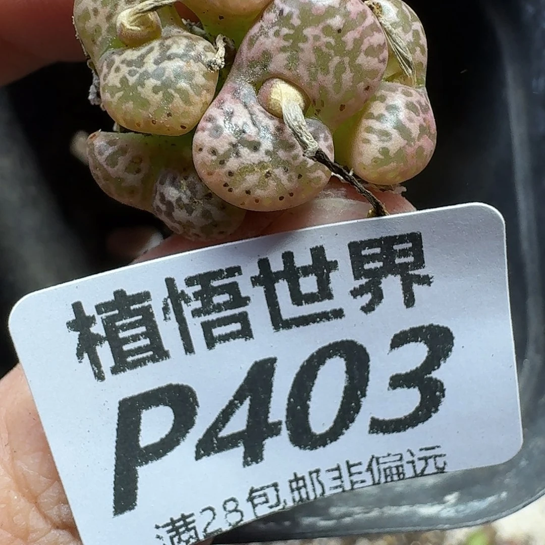 多肉植物的润泽fhh