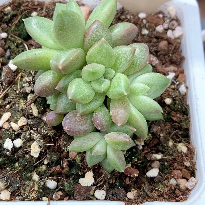 没****多肉植物迷雾泡泡520