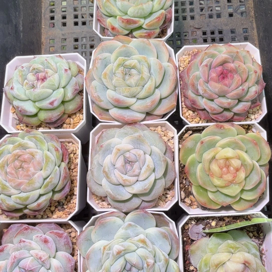 *****一组十颗元旦快乐