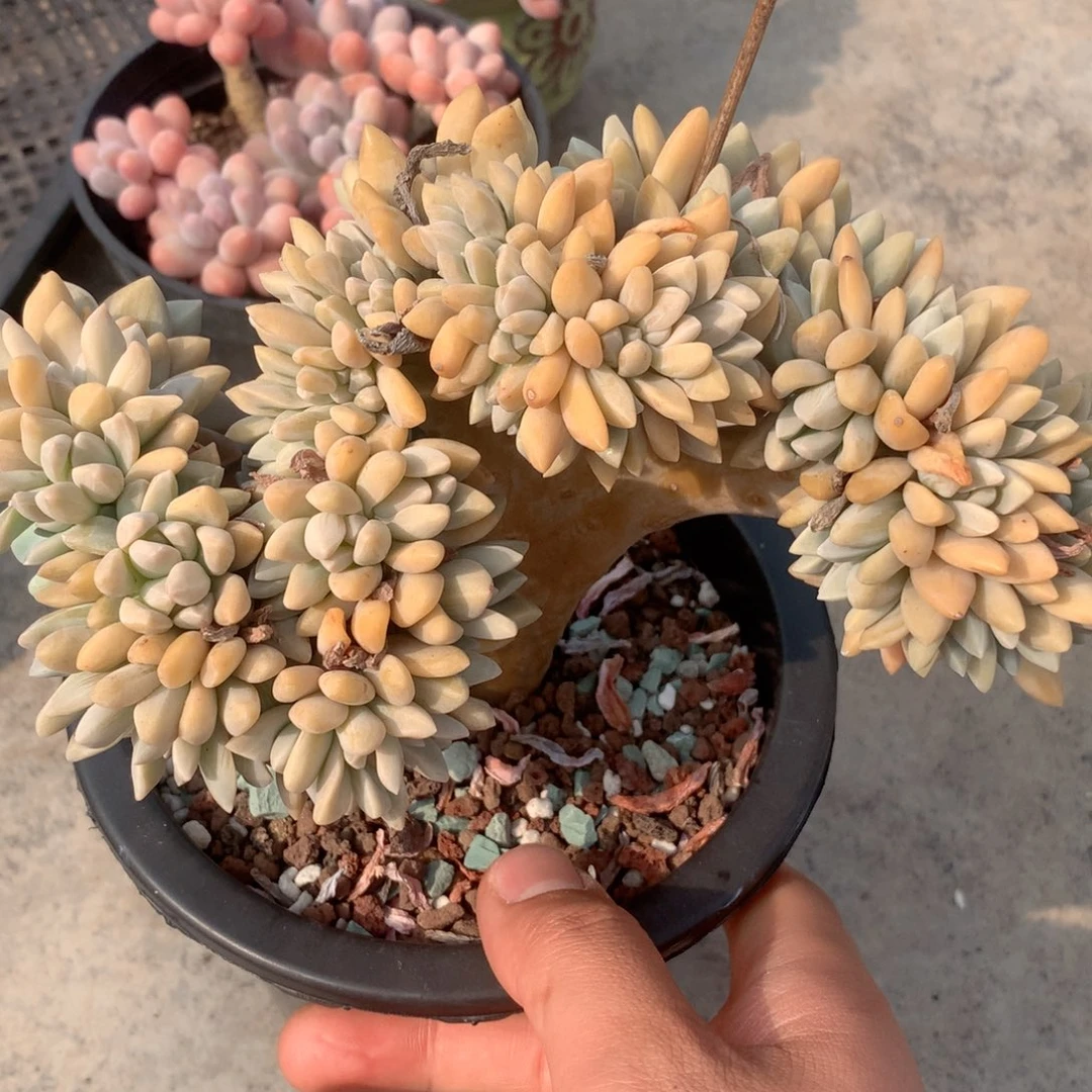 多肉植物一物一拍