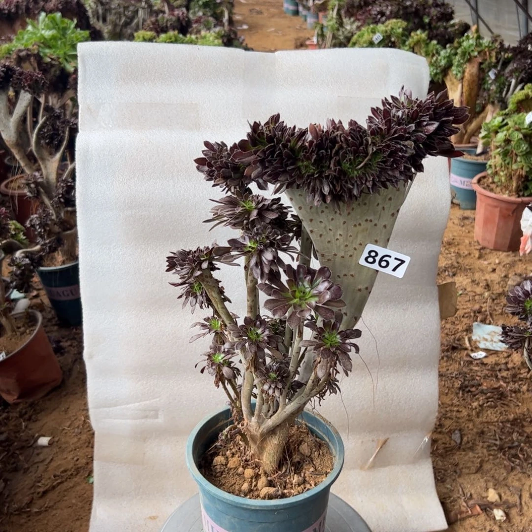 微瑕疵黑缀869高度40