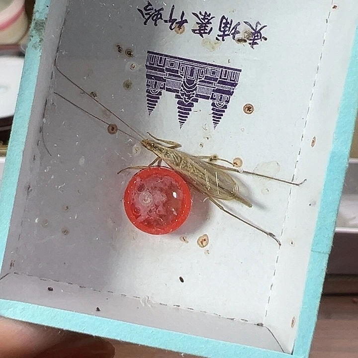 鸣虫虫具一个包邮