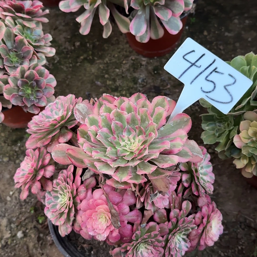 4153红铜壶多肉法师多肉