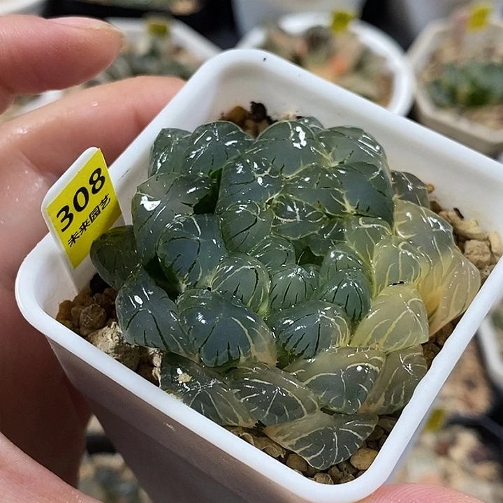 308实生湖水玉露锦一物